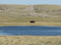 Bison outside Waterton